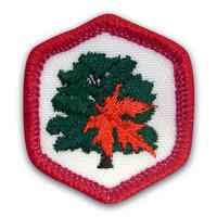 Emb Exp Tree Study Pk 25 (Item #CPBGETREE)